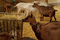 S�jours � la ferme