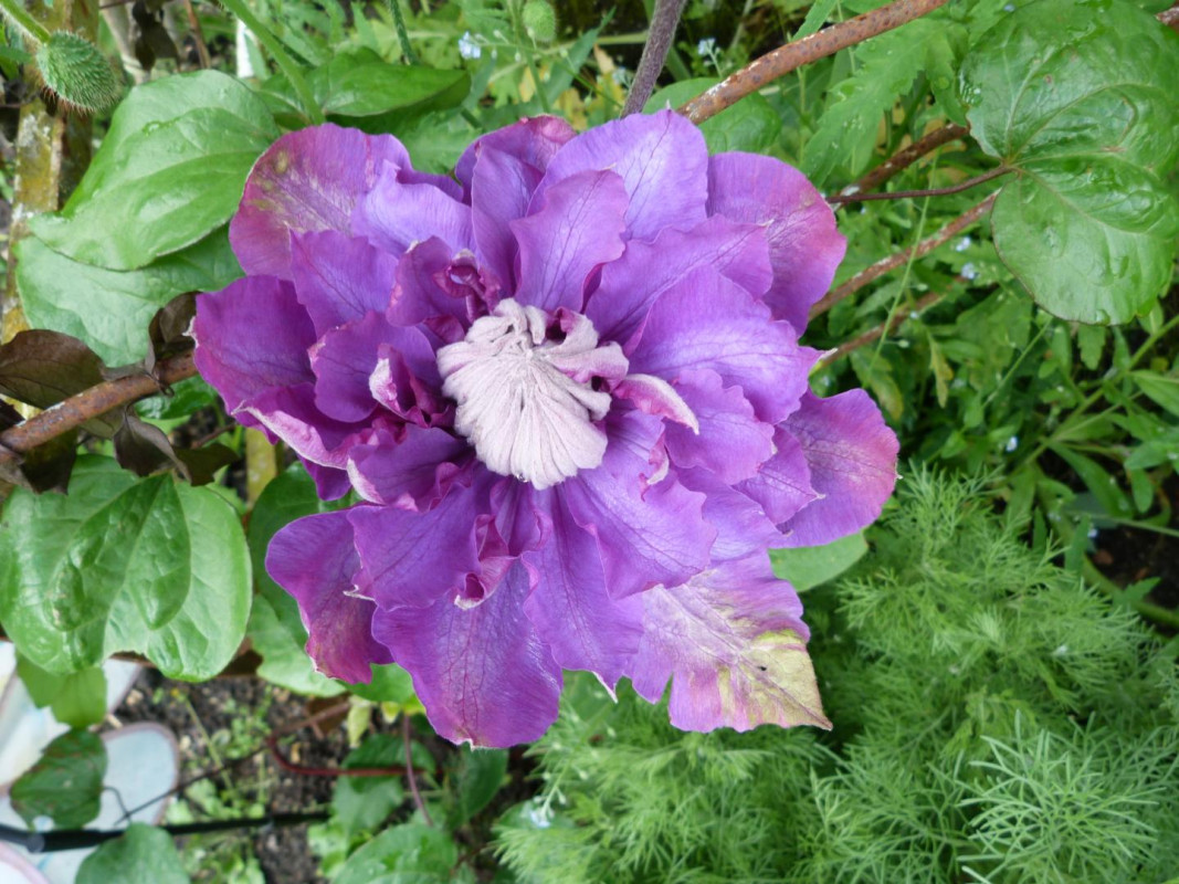 photo 48
